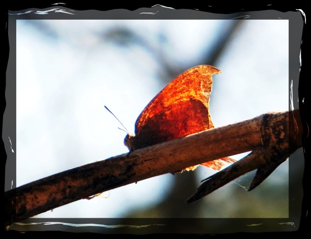 ©Photo Artist Susan Ruth Robertson 09002500610 001.JPG