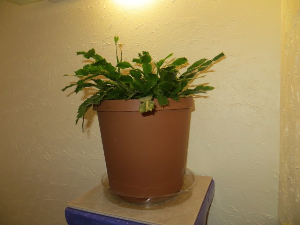 lakepictures1 023.JPG