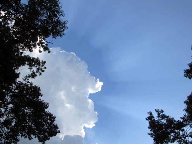 SX400IS © Photo Artist Susan Ruth Robertson 090025006100 007.JPG