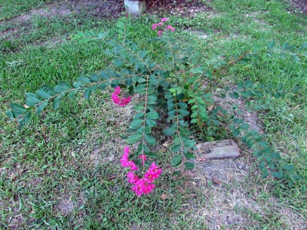 SX400IS © Photo Artist Susan Ruth Robertson 090025006100 015.JPG