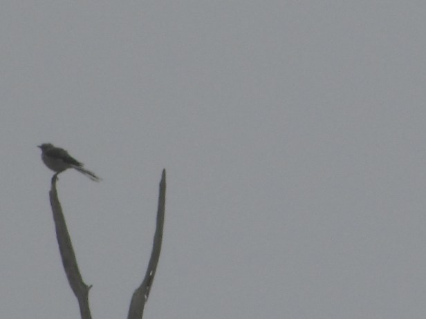 © Photo Artist Susan Ruth Robertson 002.JPG