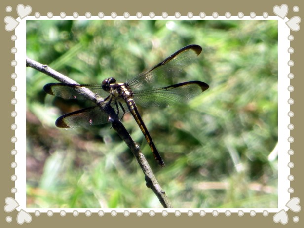 © Photo Artist Susan Ruth Robertson 090025006100 006.JPG