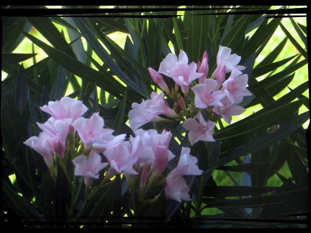 © Photo Artist Susan Ruth Robertson 090025006100 019.JPG