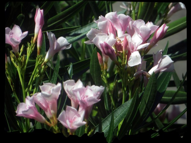 © Photo Artist Susan Ruth Robertson 090025006100 021.JPG