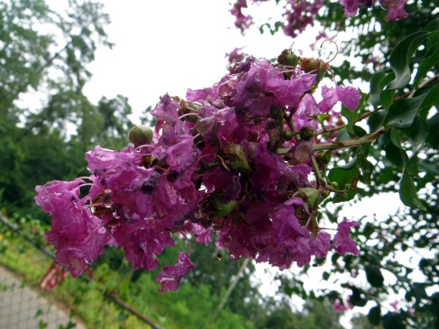 © Photo Artist Susan Ruth Robertson 090025006100 048.JPG