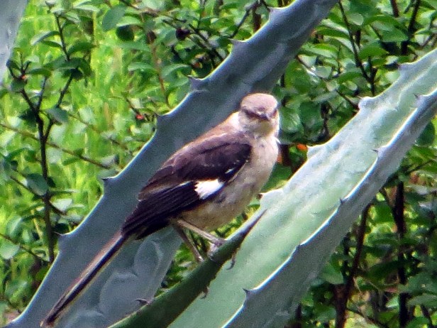 © Photo Artist Susan Ruth Robertson 090025006100 054