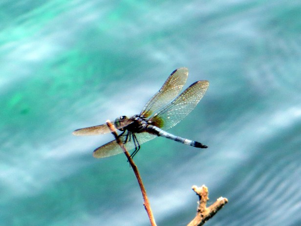 © Photo Artist Susan Ruth Robertson 090025006100 078.JPG