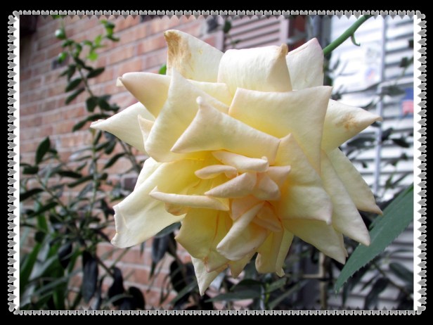 © Photo Artist Susan Ruth Robertson 090025006100 sx400 005.JPG