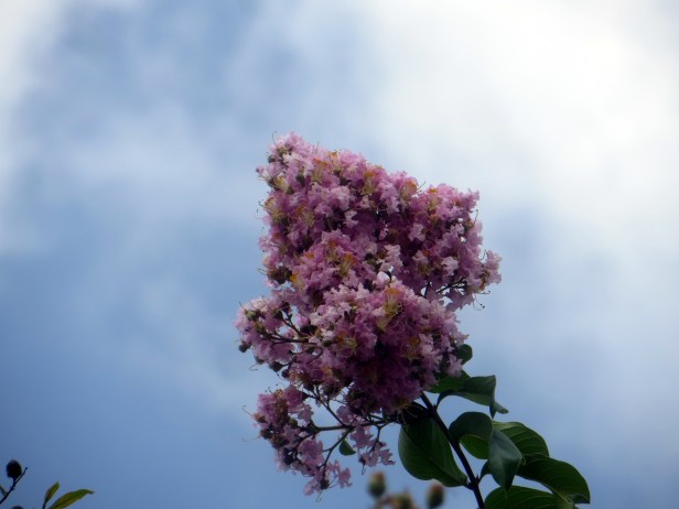 © Photo Artist Susan Ruth Robertson SX260 HS 017.JPG