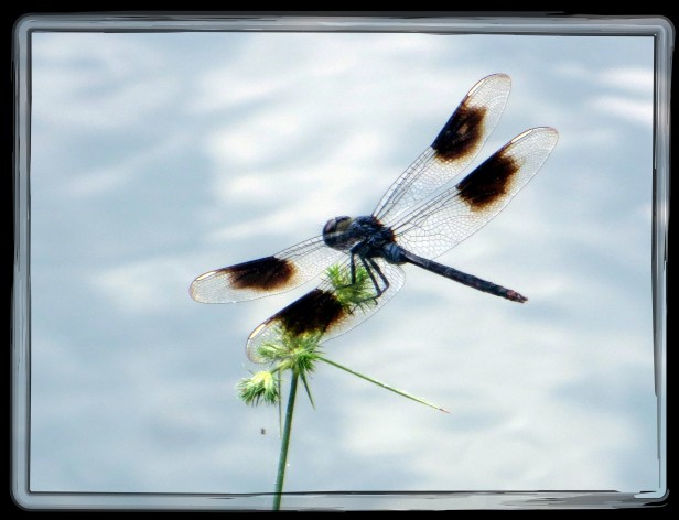 SX260 HS © Photo Artist Susan Ruth Robertson 090025006100 018.JPG