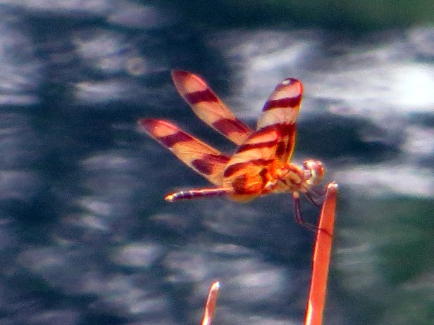 SX260 HS © Photo Artist Susan Ruth Robertson 090025006100 042.JPG