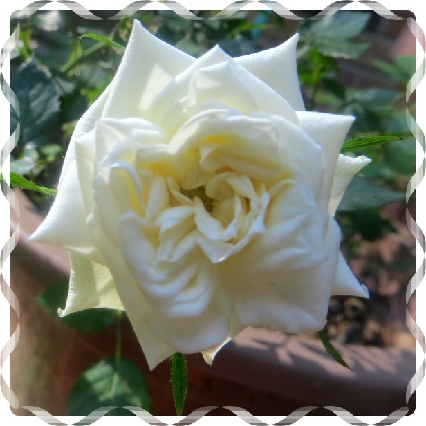 SX260 HS ©Photo Artist Susan Ruth Robertson 090025006100 003.JPG