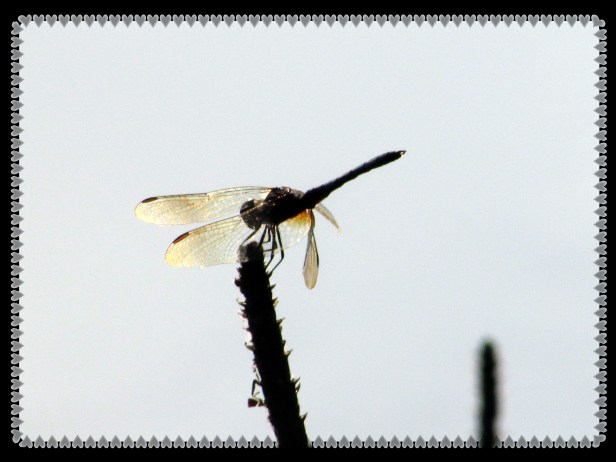 SX400 IS © Photo Artist Susan Ruth Robertson 090025006100 001.JPG