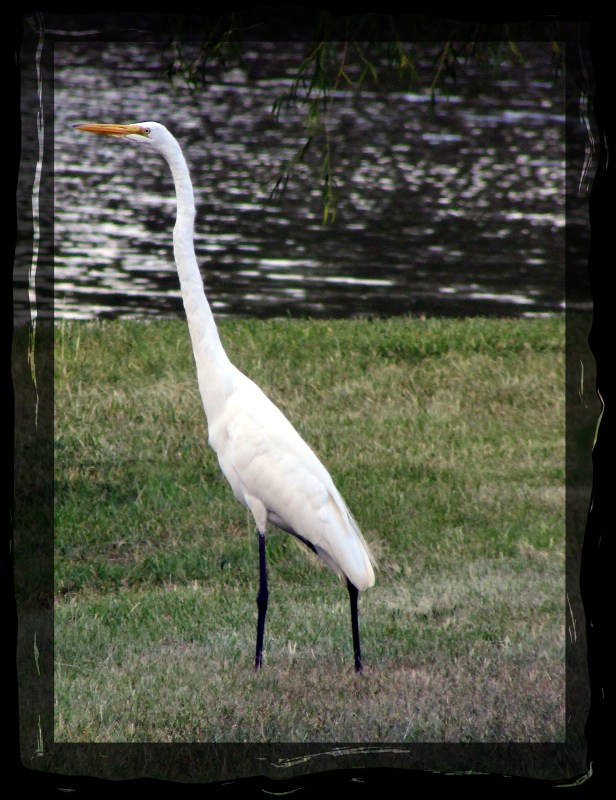 SX400 IS © Photo Artist Susan Ruth Robertson 090025006100 014.JPG