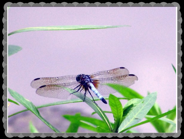 SX400 IS © Photo Artist Susan Ruth Robertson 090025006100 016.JPG