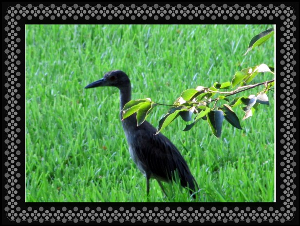 SX400 IS © Photo Artist Susan Ruth Robertson 090025006100 033.JPG