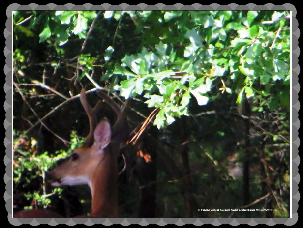 © Photo Artist Susan Ruth Robertson 090025006100 003.JPG