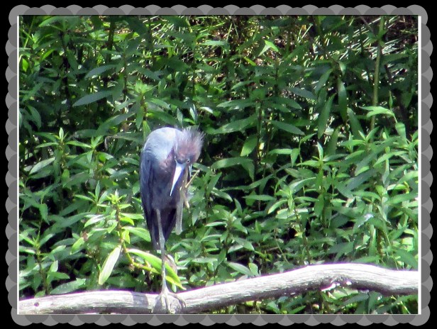 © Photo Artist Susan Ruth Robertson 090025006100 004.JPG