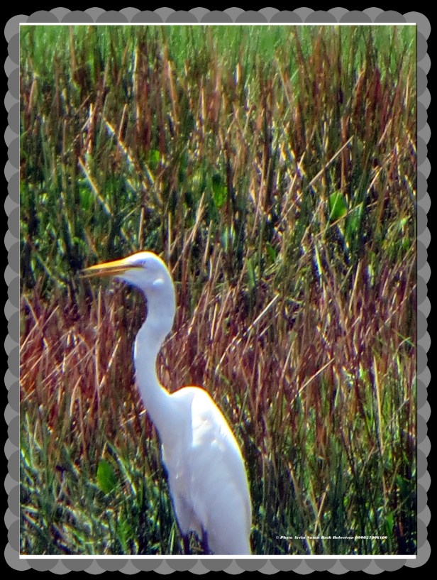 © Photo Artist Susan Ruth Robertson 090025006100 023.JPG