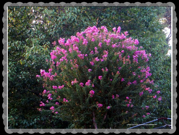 © Photo Artist Susan Ruth Robertson 090025006100 083.JPG