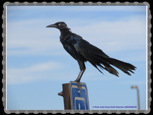 © Photo Artist Susan Ruth Robertson 090025006100 (14).JPG