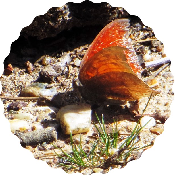 ©Photo Artist Susan Ruth Robertson 09002500610 022.JPG