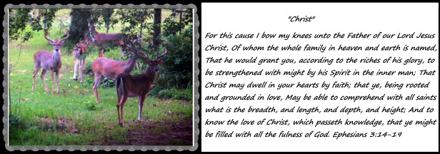 IMG_0308 (1) - Copy.JPG