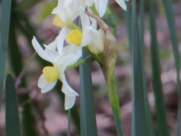 Moon Morning evening 012.JPG