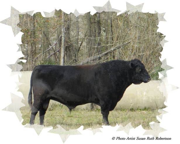 Photo Artist Susan Robertson (26).JPG