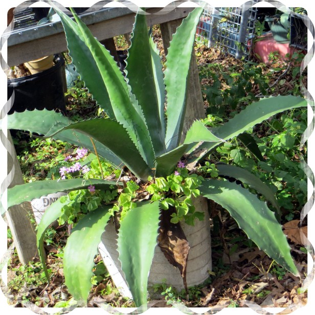 Photo Artist Susan Robertson (4).JPG