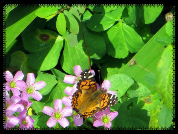 Photo Artist Susan Robertson (7).JPG