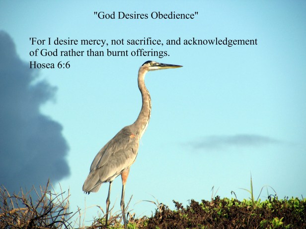 © Photo Artist Susan Ruth Robertson 090025006100 018.JPG