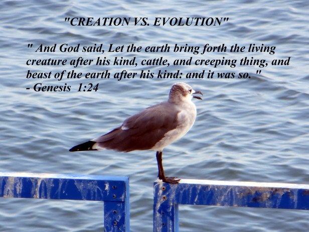 © Photo Artist Susan Ruth Robertson 090025006100 022 - Copy.JPG