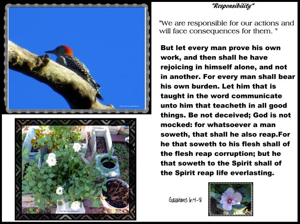 © Photo Artist Susan Ruth Robertson 090025006100 039.JPG