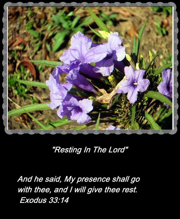 © Photo Artist Susan Ruth Robertson 090025006100 004.JPG
