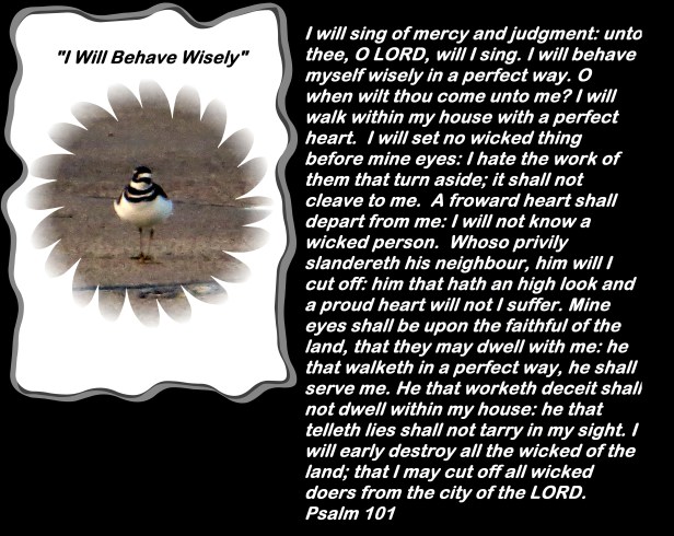 photo-artist-susan-ruth-robertson-090025006100-005-copy