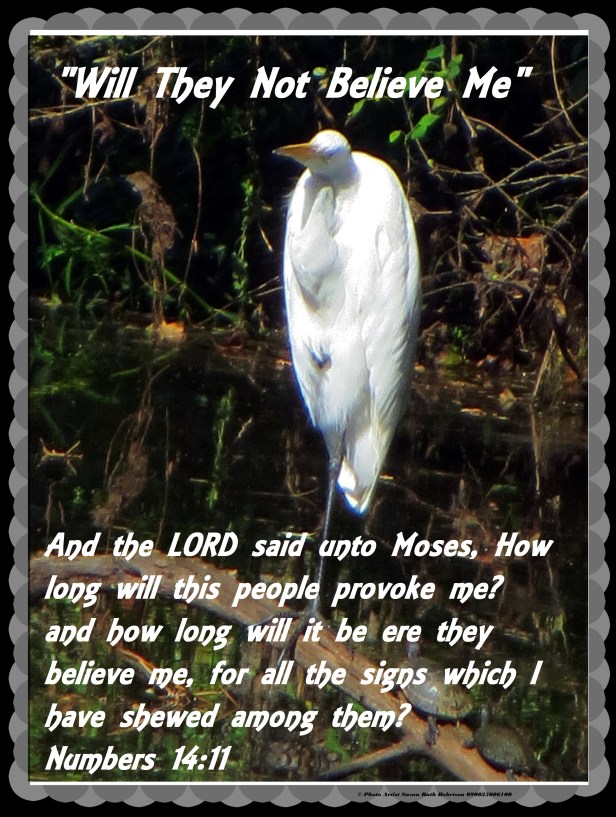 © Photo Artist Susan Ruth Robertson 090025006100 006 - Copy.JPG