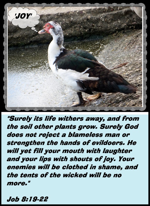 © Photo Artist Susan Ruth Robertson 090025006100 017 - Copy.JPG