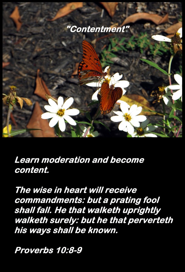 © Photo Artist Susan Ruth Robertson 090025006100 063 - Copy.JPG