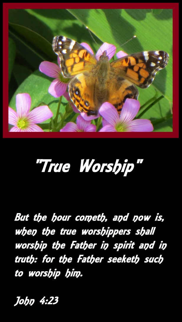 plants etc 013 - Copy.JPG