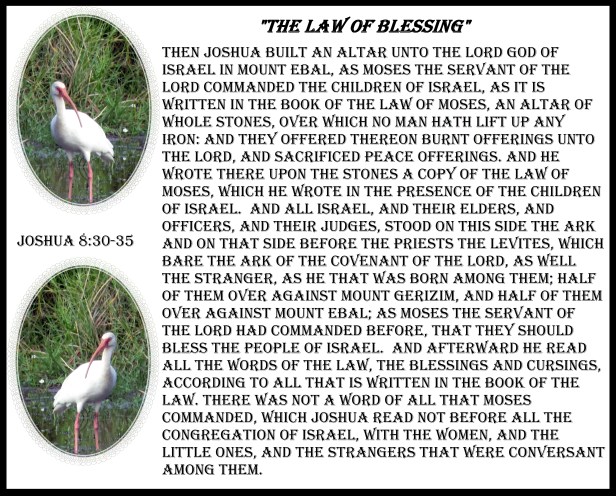 © Photo Artist Susan Ruth Robertson 090025006100 005 - Copy (2).JPG