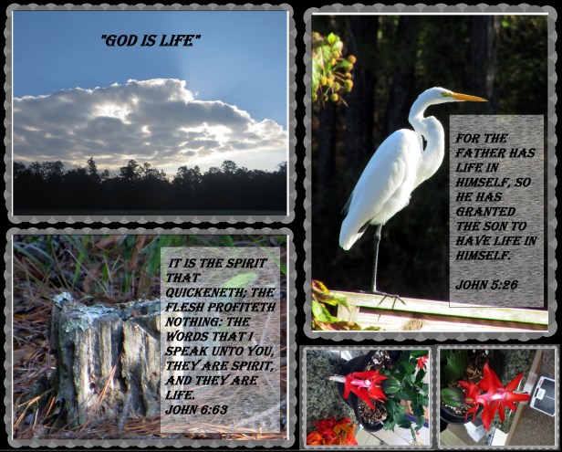 © Photo Artist Susan Ruth Robertson 090025006100 006 - Copy.JPG