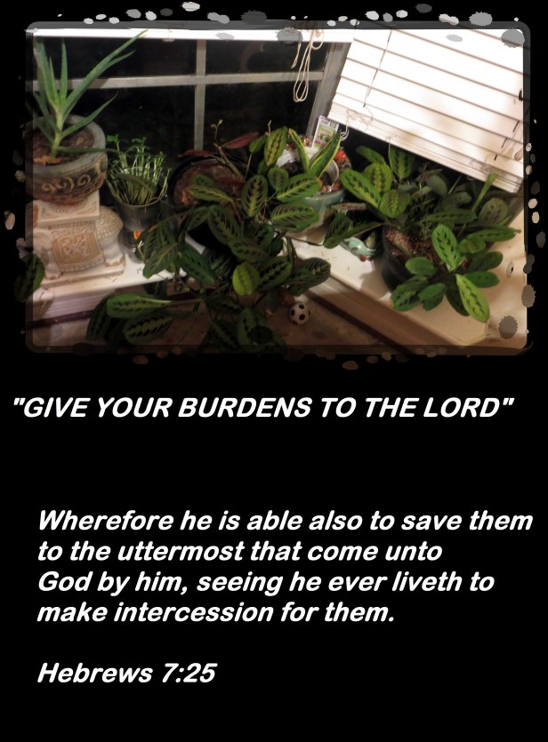 © Photo Artist Susan Ruth Robertson 090025006100 008 - Copy.JPG