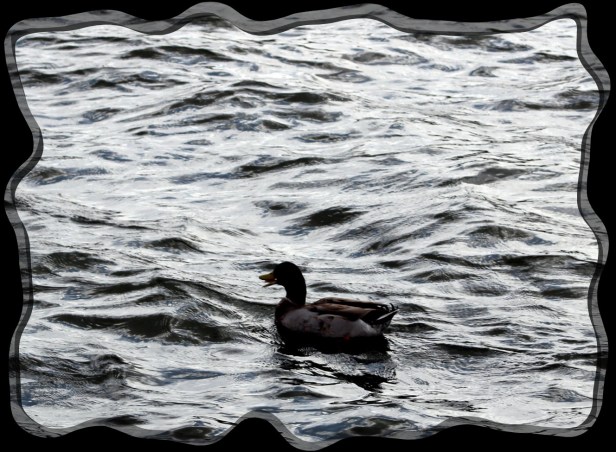 © Photo Artist Susan Ruth Robertson 090025006100 010.JPG