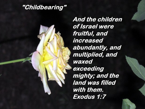 © Photo Artist Susan Ruth Robertson 090025006100 014 - Copy.JPG