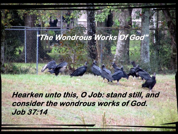 © Photo Artist Susan Ruth Robertson 090025006100 021.JPG