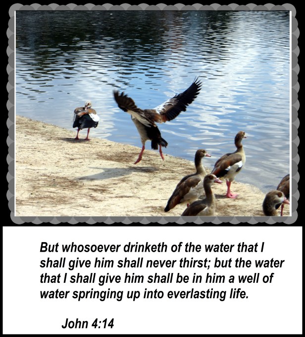 © Photo Artist Susan Ruth Robertson 090025006100 038 - Copy (2).JPG