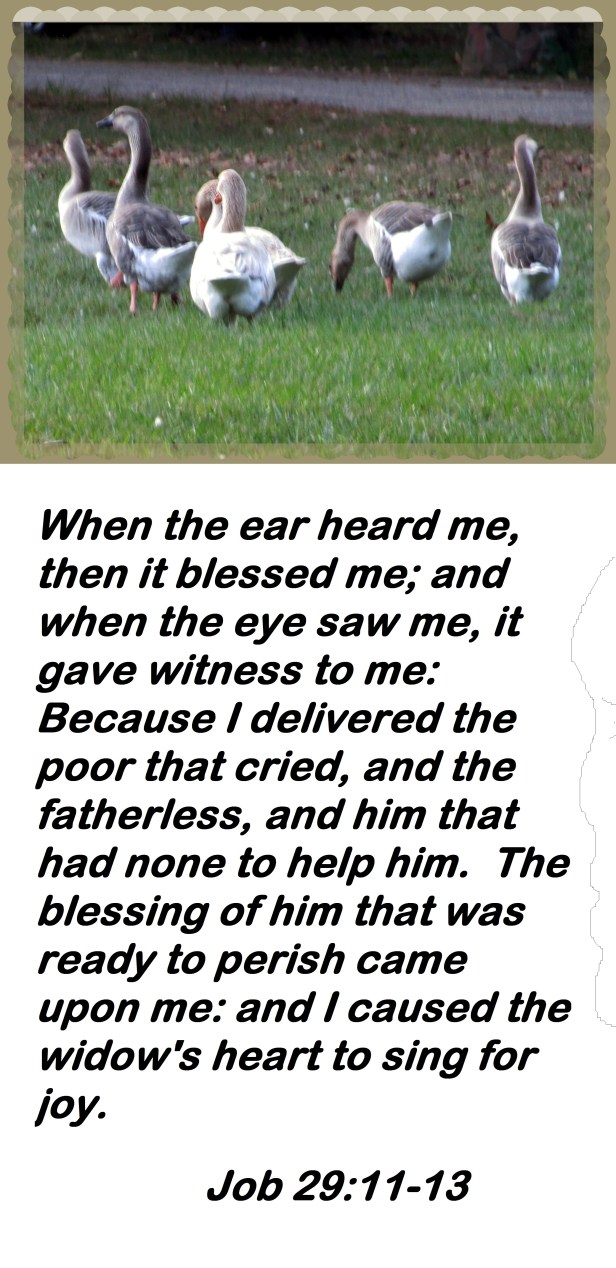 © Photo Artist Susan Ruth Robertson 090025006100 040 - Copy.JPG