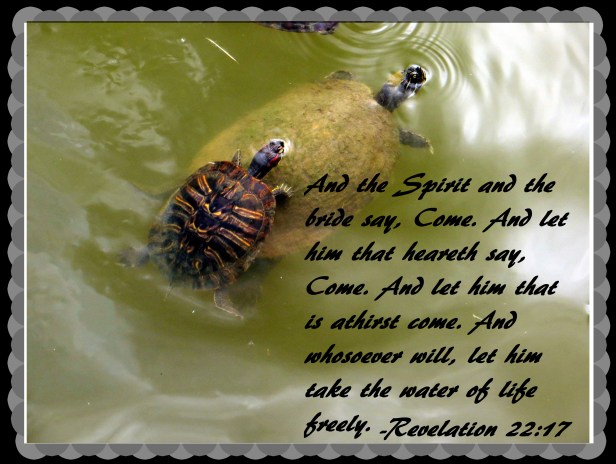 © Photo Artist Susan Ruth Robertson 090025006100 067 - Copy.JPG