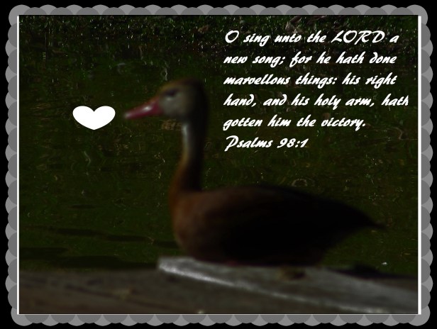 © Photo Artist Susan Ruth Robertson 090025006100 011 - Copy.JPG